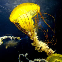 bright yellow jellyfish underwater