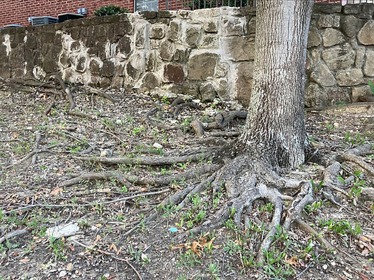 roots of an oak tree