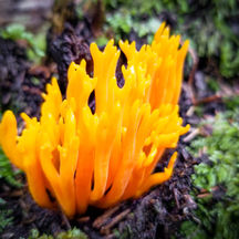 Yellow Stagshorn (Calocera viscosa) fungus