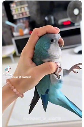 woman holding parrot as a tool