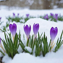 purple crocuses emerging from the snow