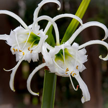 Close up shot of White Peruvian Daffodils