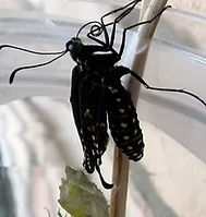 swallowtail hatchling