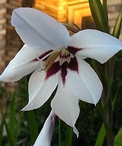 Acidanthera flower