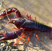 crayfish