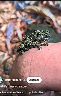 Vietnamese Mossy Frog