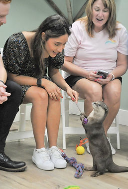 people playing games with an otter
