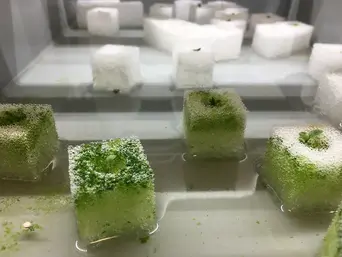 Spicecube Farm　播種→定植