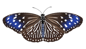 Euploea mulciber_ill.png
