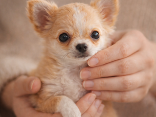 Como escolher um Chihuahua saudável: o que observar antes de decidir