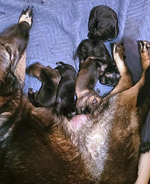 Oma and pups.jpeg