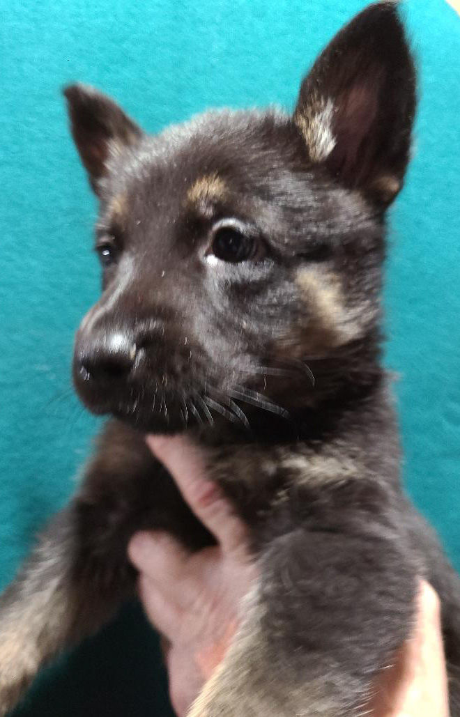 Black Tan Female