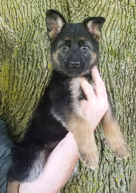 Purple collar Female