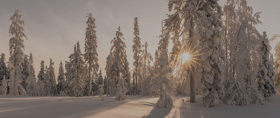 Winterwald_edited_edited.jpg