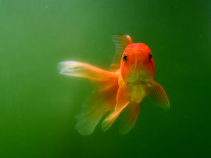 Be a Goldfish