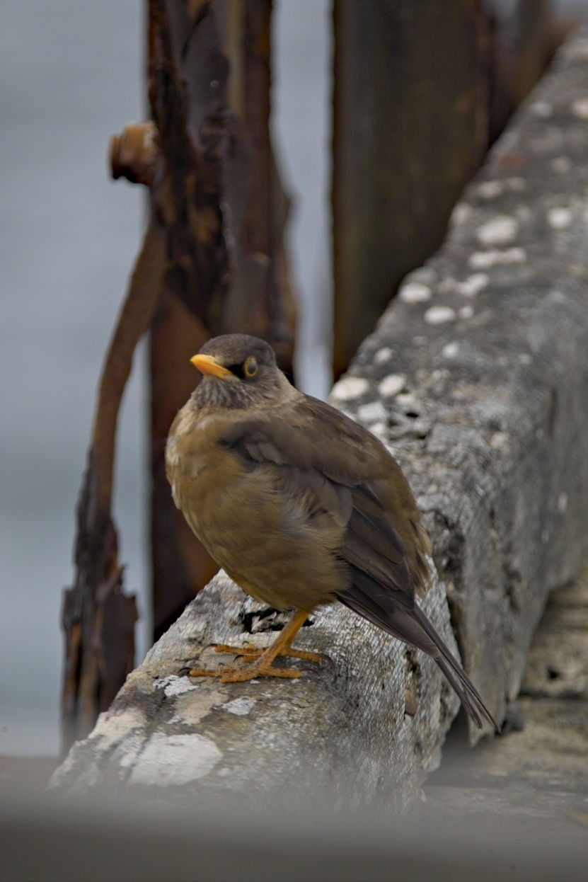 Falklands
