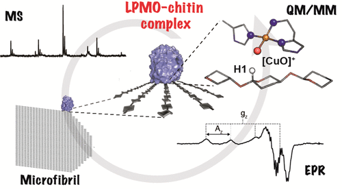 How a Lytic Polysaccharide Monooxygenase Binds Crystalline Chitin