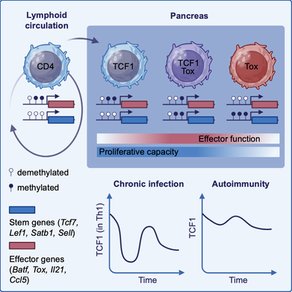 New manuscript out in Immunity!