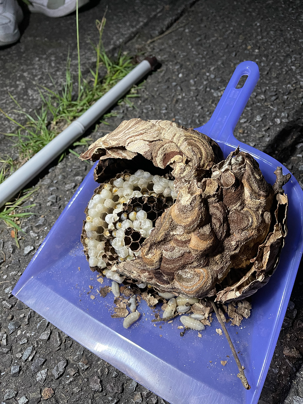 スズメバチの巣の駆除は発見したその日に駆除してくれる所を探しましょう。最安値を探している時間は無い理由 スズメバチ・アシナガバチ駆除は多少ぼったくり価格でも発見当日に来てくれる所を探さないと逆に訴訟や裁判で損をするかもしれない 宮崎市 宮崎県