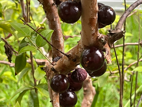 【日記】鉢植えジャボチカバの豊作【果樹】