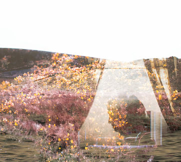 IMG_8333 roots 1.jpg