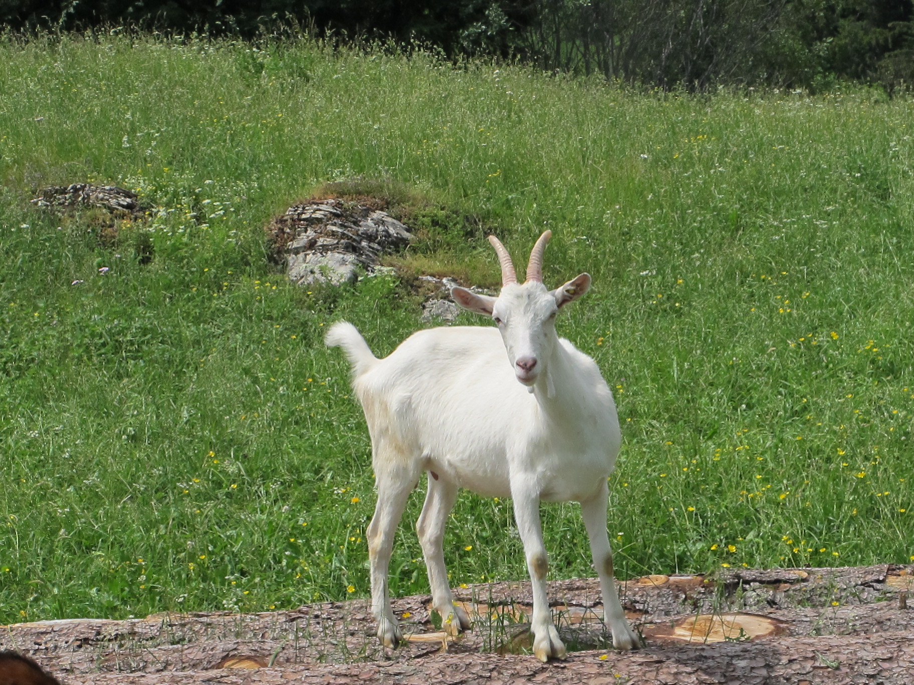 stolze Ziege