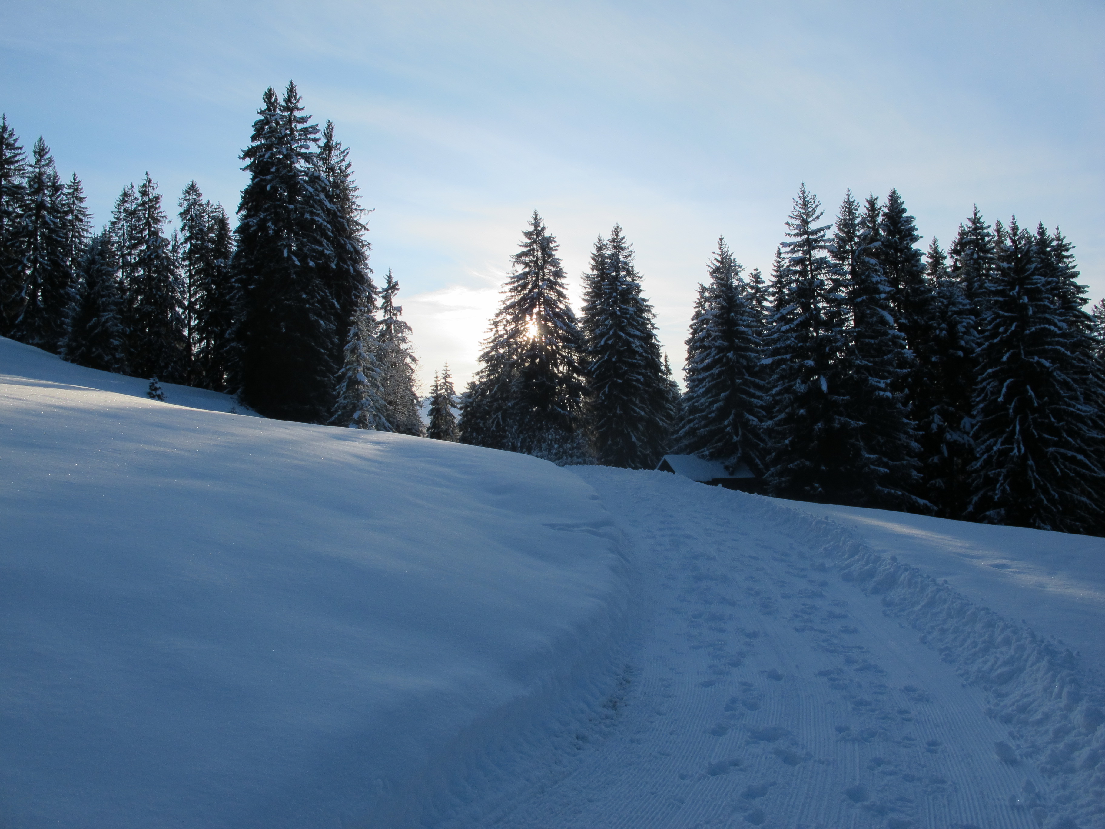still steht der Wald ...