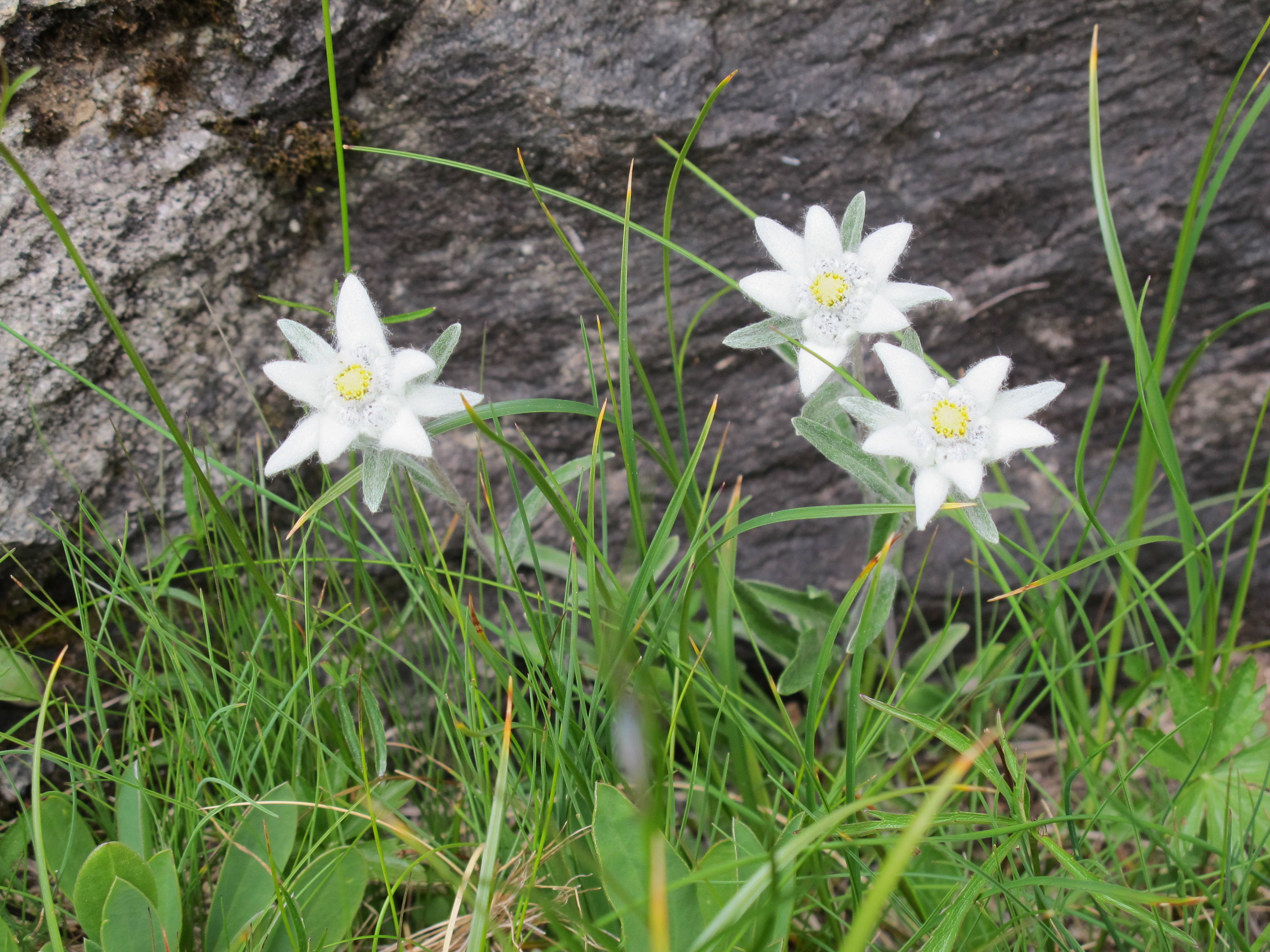 Edelweiss