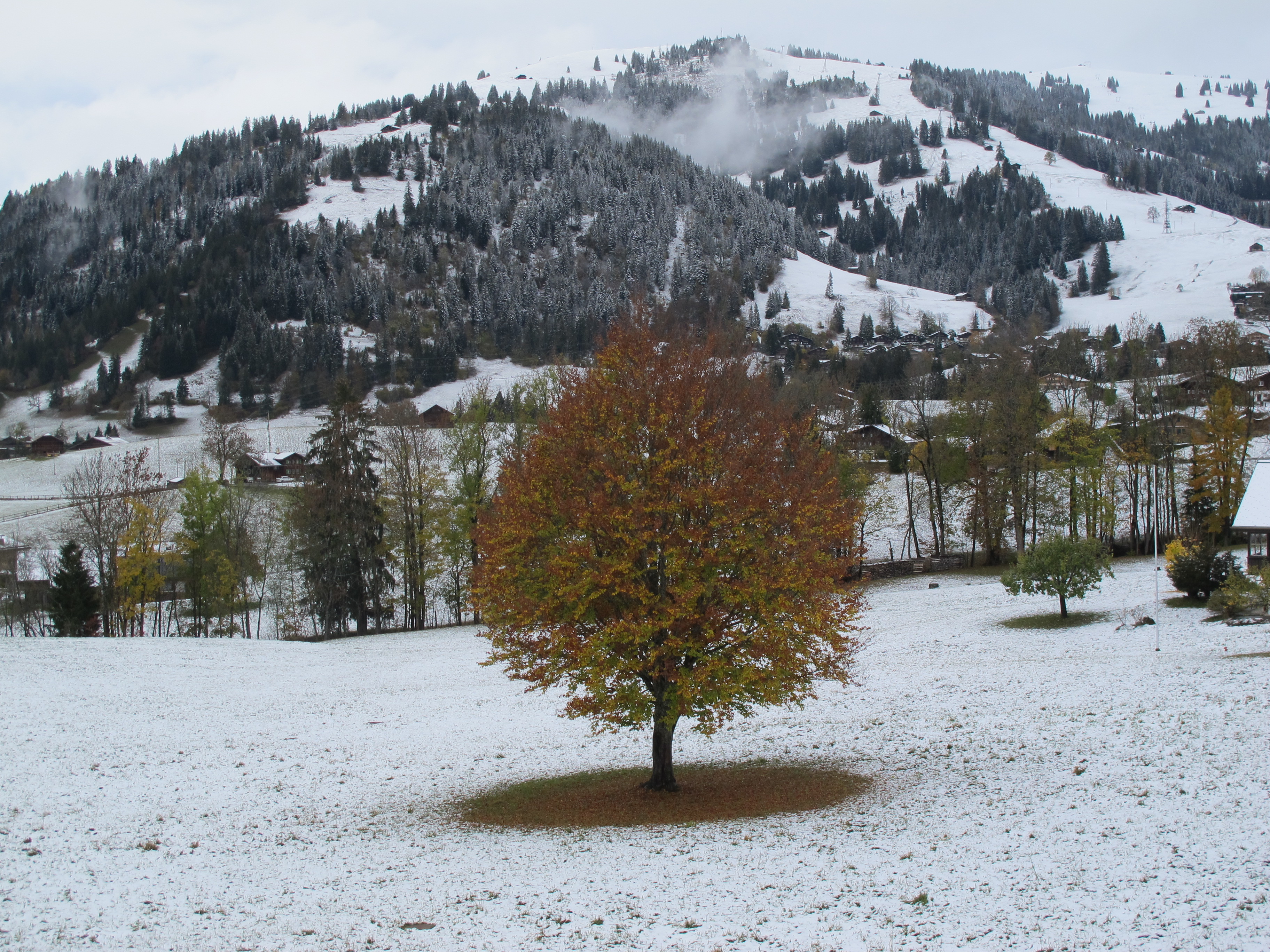 Einzelbaum im Schnee