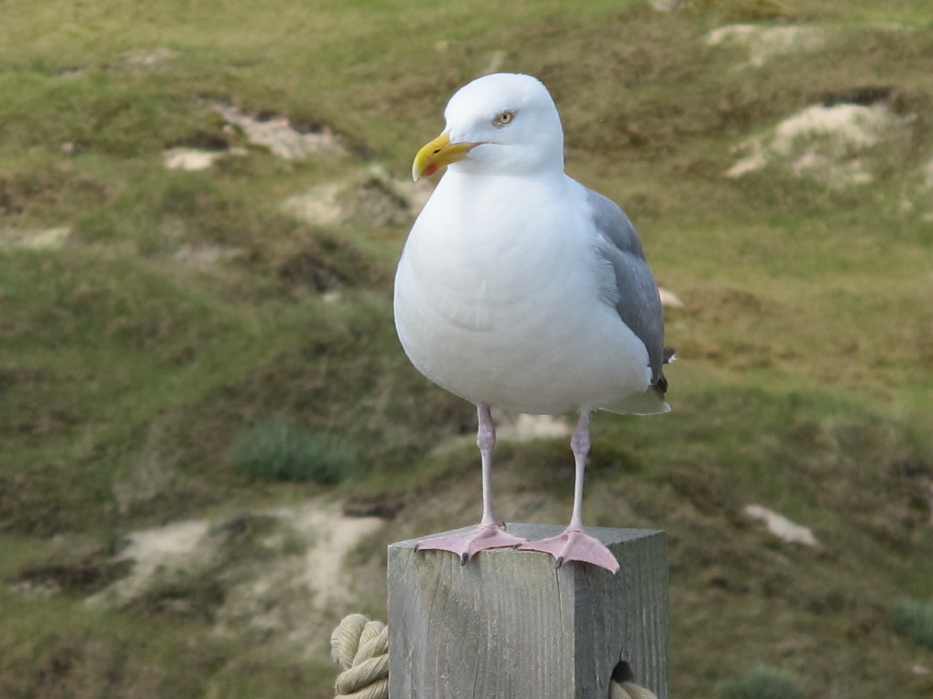 Möwen prägen das Bild