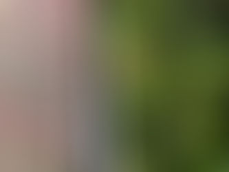 Why tree trimming is important near gutter & roof ?