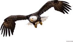 eagle.gif