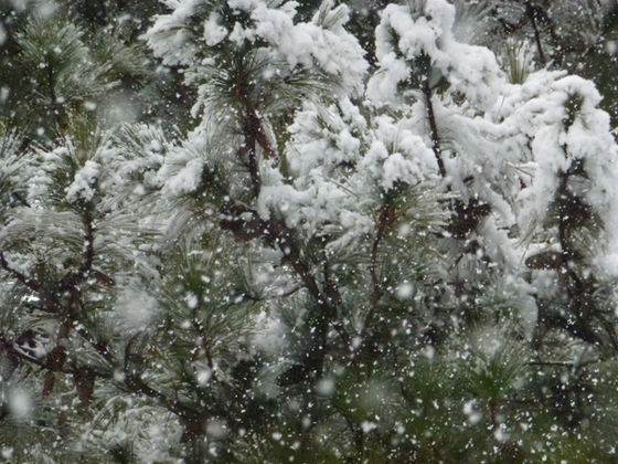 Winter Wonderland Jan. 17, 2018