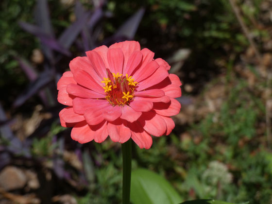 Beautiful Summer Solstice 2019