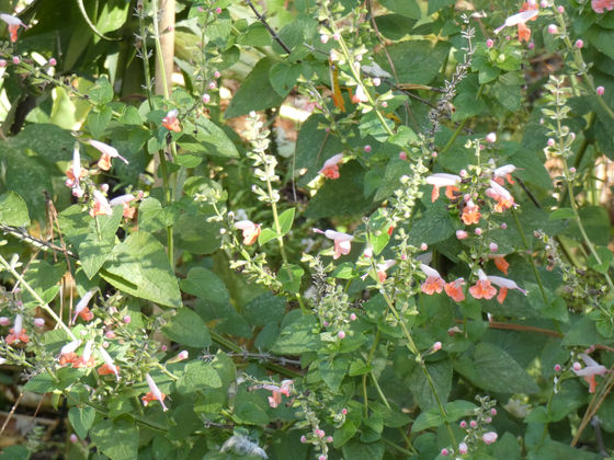 Vestiges of Indian Summer