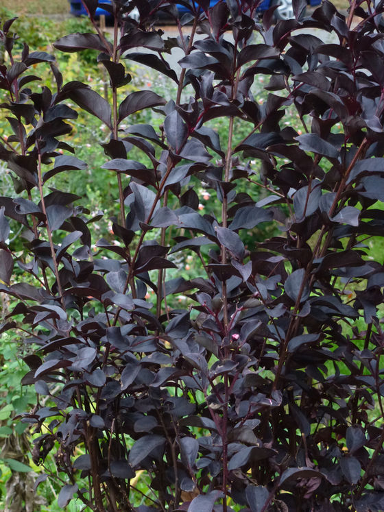 Searching for Purple Foliage?