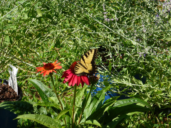 Reds for the New Sun bed