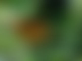 Butterflies and Moon Flowers