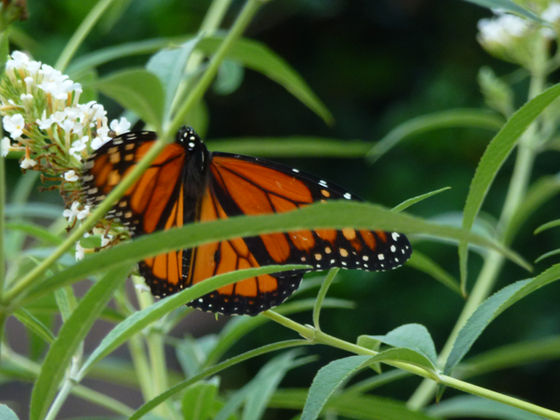 Butterflies and Moon Flowers