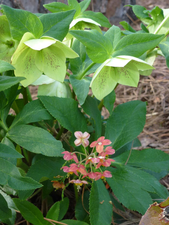Hellebore with Epimedium