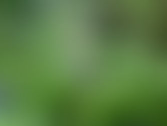 Deadheading for Extended Beauty