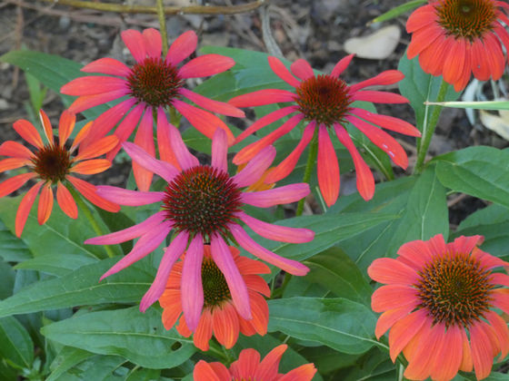 Shades of Red for the Summer Garden