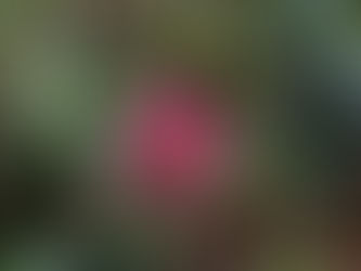 Solstice Calm and a Little Merriment