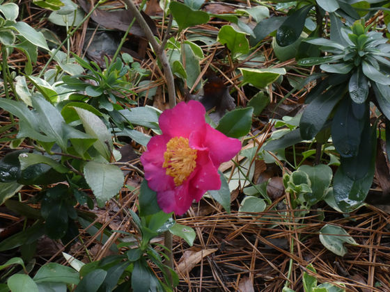 Solstice Calm and a Little Merriment