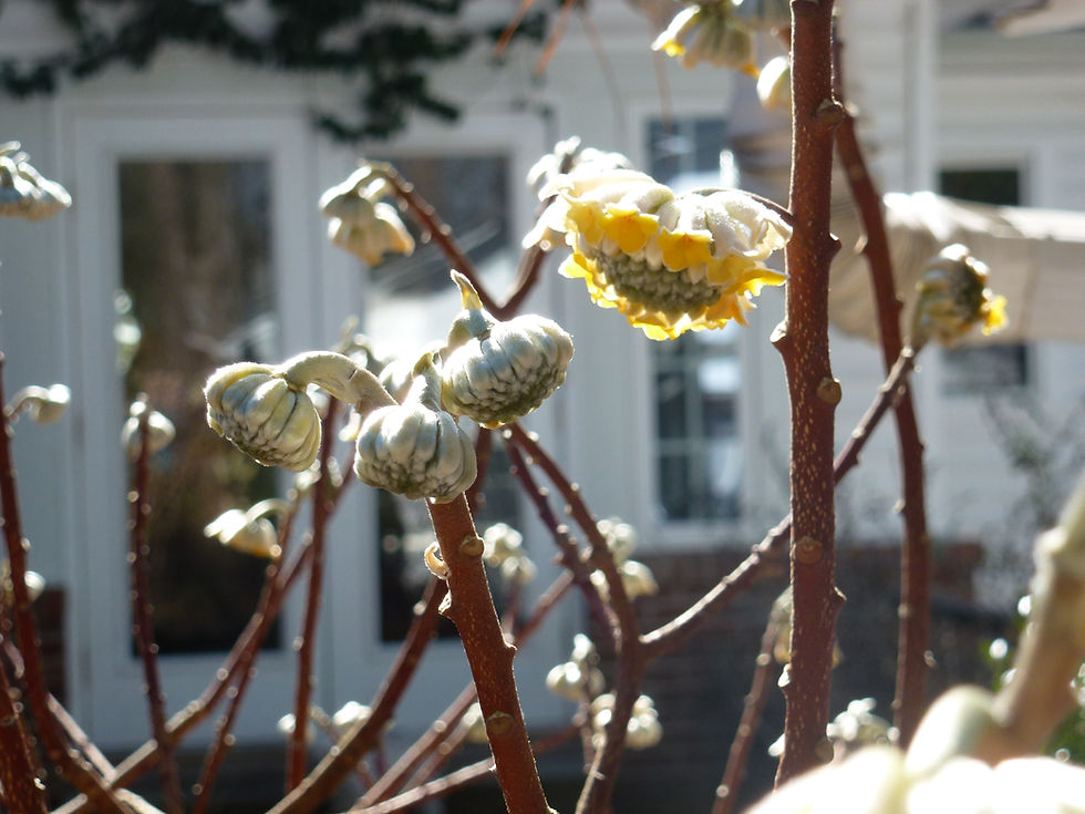 Opening bud of the paper bush