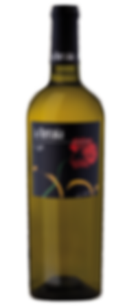 Miniatura: Vino Bianco