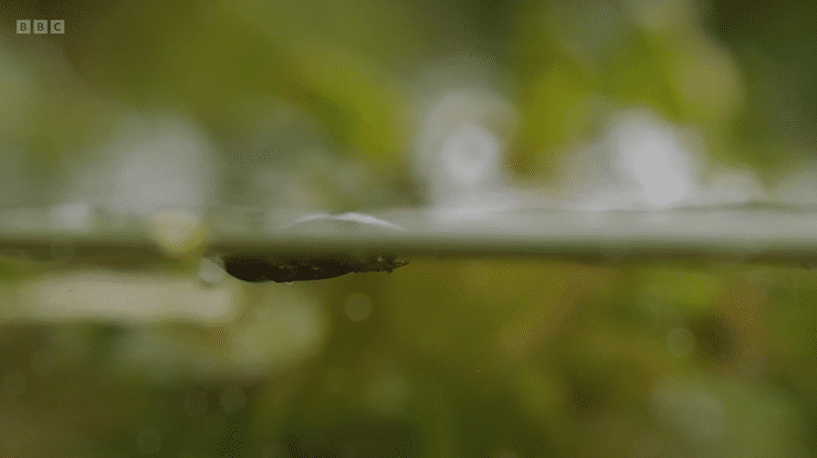 BBC Springwatch 2026