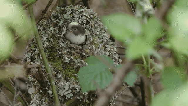 BBC Springwatch 2025
