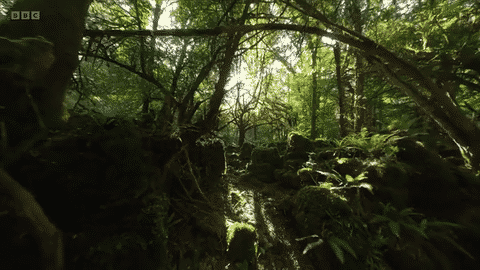 BBC Springwatch 2025