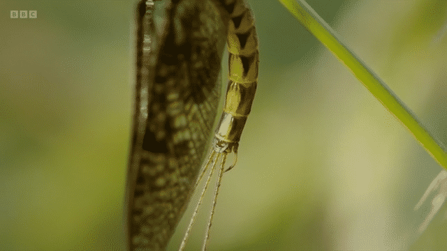 BBC Springwatch 2025